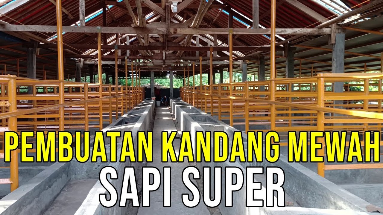 
                                 Kandang-Mewah-Sapi-Super-Lembu-Sodo-Mandiri